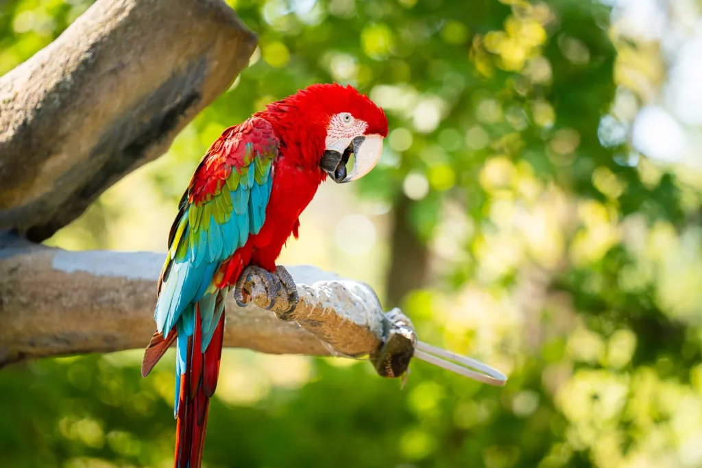 Grant’s Farm debuts new animal show with up-close encounters