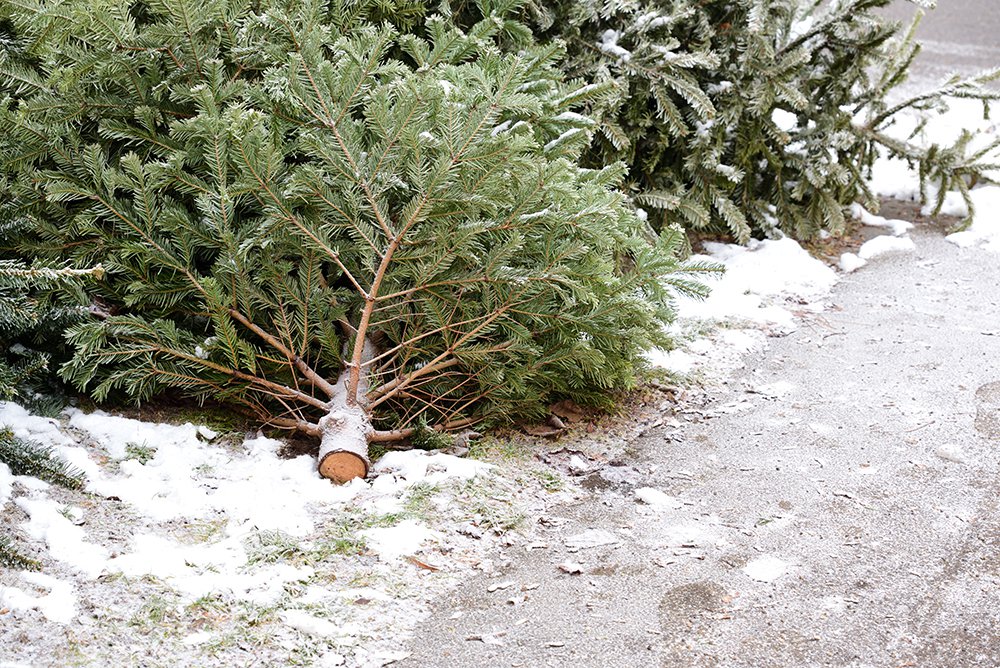 Where to dispose of your live Christmas tree